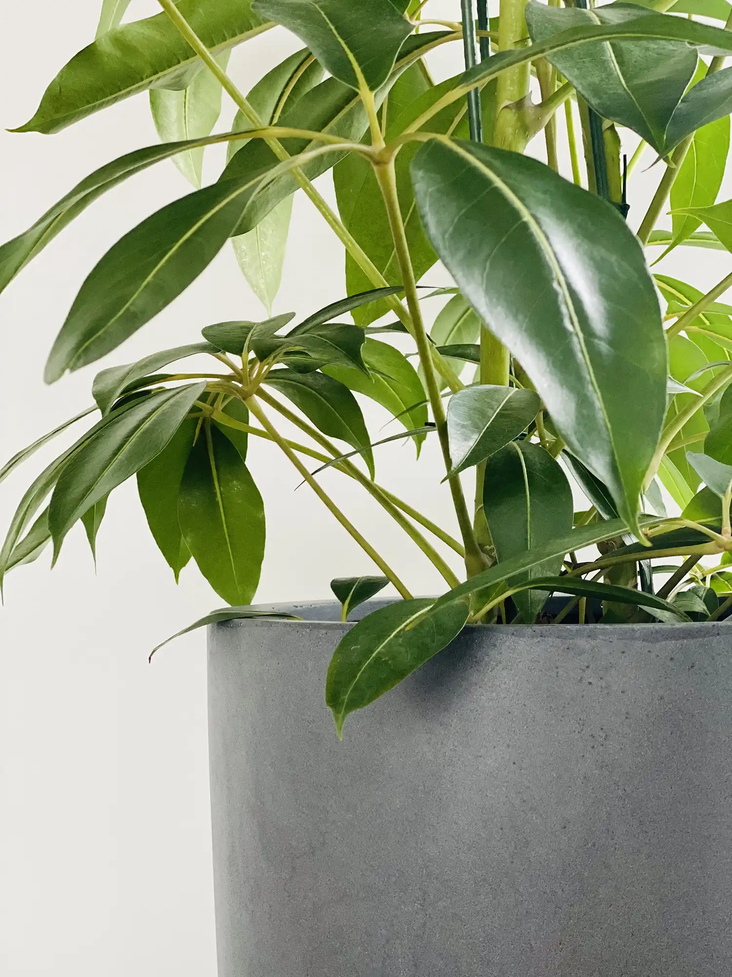 Sélection de plantes adaptées au climat et à l’exposition