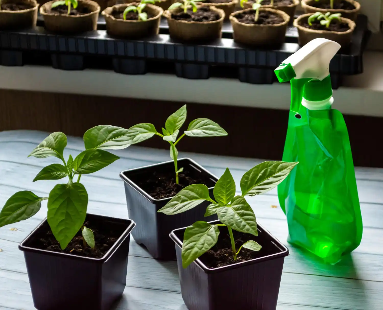 Contrôle régulier de la santé des plantes