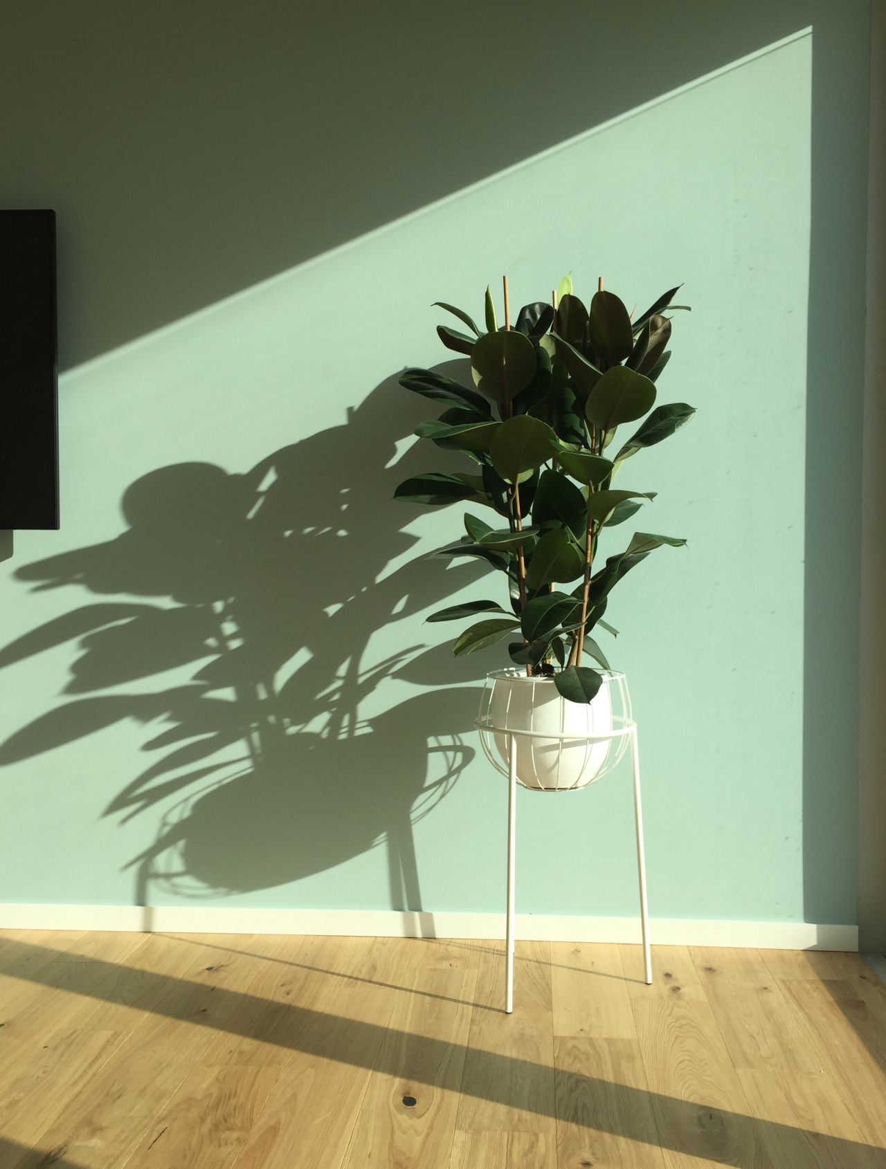 Le choix de bacs décoratifs modernes et harmonieux